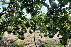 Bưởi da xanh Đồng Tháp tăng tốc vào vụ Tết 2026