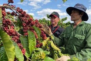Giá cà phê hôm nay 10/2/2026: Tăng 1.000 đồng/kg