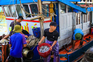 Quảng Ngãi: Những chuyến đi biển đầu năm đầy ắp cá, ngư dân phấn khởi