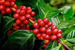 Bản tin nông sản hôm nay (27-2): Giá cà phê duy trì đà tăng, hồ tiêu tiếp tục giảm