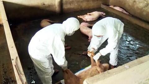 Cà Mau: Tăng cường khống chế bệnh dịch tả heo châu Phi