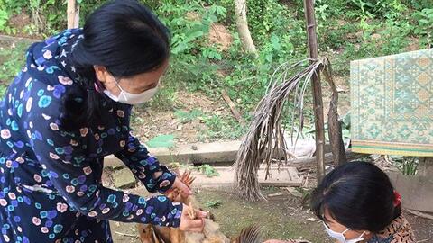 Chủ động phòng, chống dịch cúm gia cầm