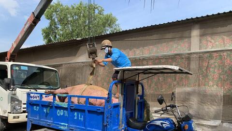 Tân Hưng (Long An): Tiêu hủy đàn heo hơn 140 con do nhiễm dịch tả heo Châu Phi