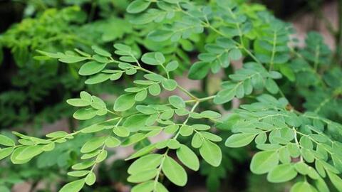 Sản xuất phân bón hữu cơ từ phụ phẩm chùm ngây hướng tới phát triển nông nghiệp xanh