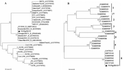 Hoạt tính của sản phẩm SALCURB® RME chống lại virus dịch tả heo châu Phi vấy nhiễm trong thức ăn heo