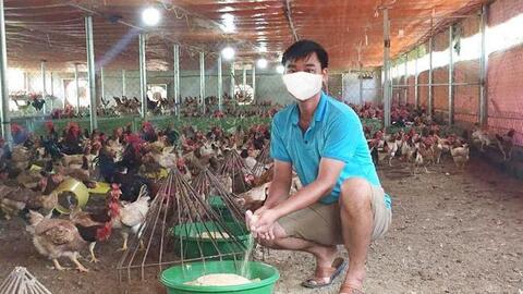Hiệu quả chuỗi chăn nuôi tiêu thụ gà đồi Ba Vì