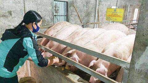 Quảng Trị: Chủ động phòng, chống đói, rét cho đàn vật nuôi