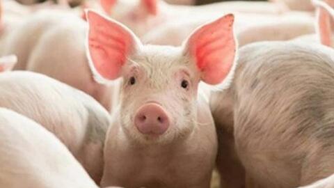 Giá heo hơi hôm nay 27/12: Giảm nhẹ ở vài nơi