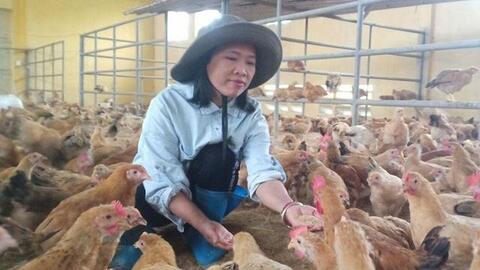 Hà Nội giải bài toán môi trường trong chăn nuôi