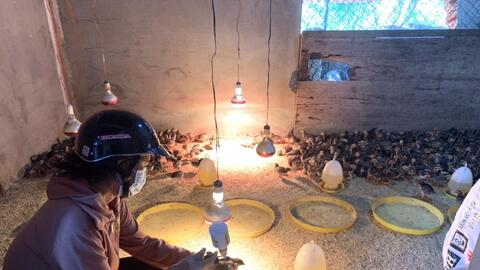 Kiểm soát không để dịch cúm gia cầm lây lan