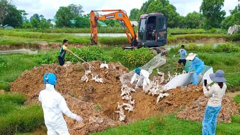 Lơ là công tác tiêm phòng vắc-xin, nguy cơ dịch bệnh tấn công đàn gia cầm ở Hà Tĩnh