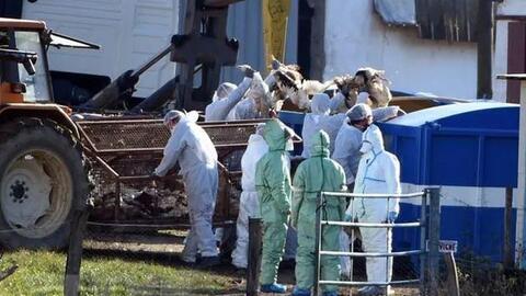 Pháp phát hiện thêm ổ dịch cúm gia cầm tại một trang trại vịt