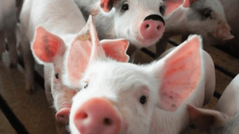 Bảo vệ thức ăn gia súc không bị nhiễm và chống tái nhiễm vi-rút ASF