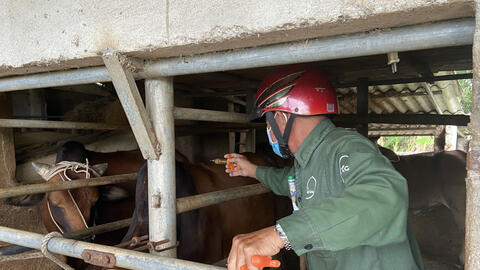 Hà Tĩnh: Cần đẩy nhanh tiến độ tiêm phòng vắc xin  đợt 2 trên đàn vật nuôi