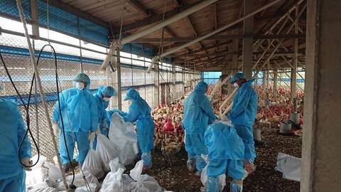 Cúm gia cầm bùng phát ở Đài Loan