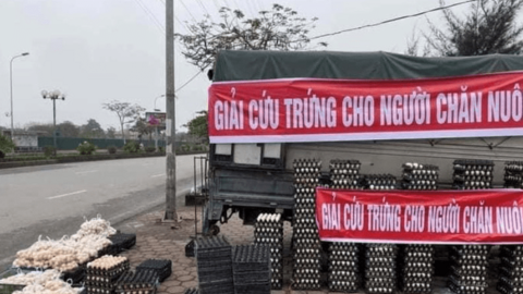 Thực hư thông tin “Giải cứu trứng cho người chăn nuôi” trên địa bàn tỉnh Bà Rịa – Vũng Tàu