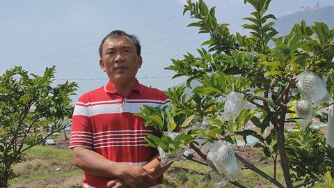 Mãng cầu Tây Ninh thắng lớn 