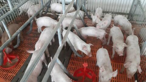 MITRACO: Được UBND tỉnh Hà Tĩnh cấp giấy phép môi trường cho trang trại chăn nuôi lợn