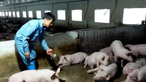 Vắc xin dịch tả lợn châu Phi thứ hai: Những kỳ vọng mới…