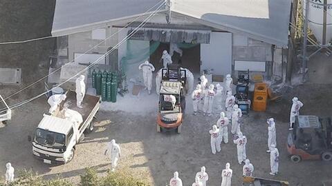 Giá trứng tại Nhật Bản tăng kỷ lục khi dịch cúm gia cầm lây lan nhanh