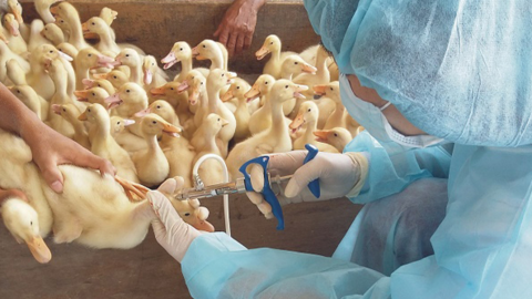 Rà soát, chấn chỉnh tiêm vắc xin phòng bệnh cho đàn vật nuôi