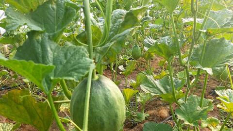 Nông trại dưa lưới dưới chân núi Bà 