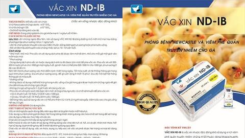 Vắc xin ND-IB: Phòng bệnh Newcastle và viêm phế quản truyền nhiễm cho gà