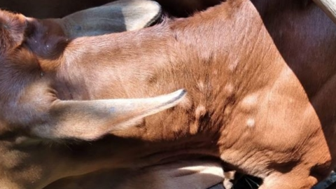 Nhận biết bệnh viêm da nổi cục trên trâu, bò và giải pháp phòng trị bệnh