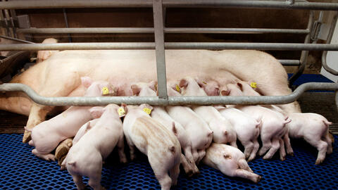 Ảnh hưởng của chất xơ tự nhiên lên năng suất của heo nái và heo con theo mẹ