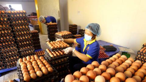 Ngành chăn nuôi gia cầm: Cần được “tiếp sức” để vượt cơn bĩ cực