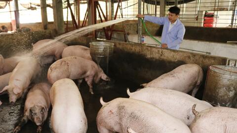 Mật độ chăn nuôi toàn tỉnh đến năm 2030 không quá 1 đơn vị vật nuôi/ha đất nông nghiệp