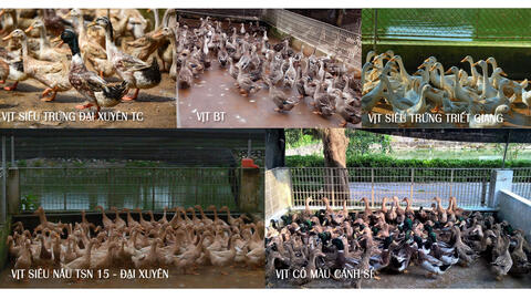 5 giống vịt siêu trứng tiêu biểu