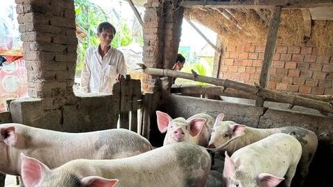 Ý thức hộ chăn nuôi chưa cao, dịch bệnh dễ tái phát