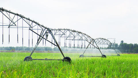 Phát triển vùng nguyên liệu mía xanh, bền vững 