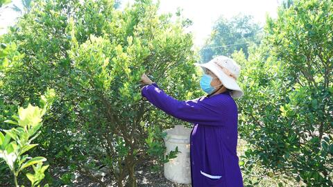 Xây dựng ấp nông thôn mới thông minh, hình thành nông dân số 