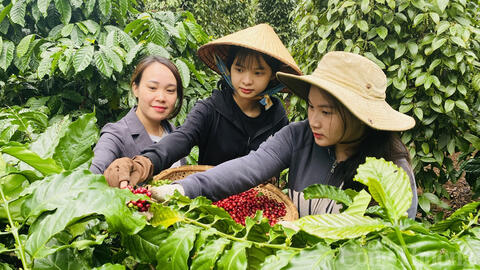 Giá cà phê hôm nay 14/6/2025, thị trường tăng giảm đan xen