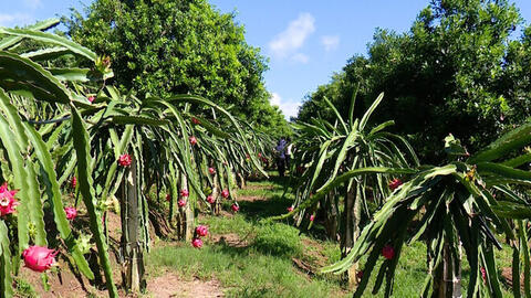 Mai Sơn tăng tốc mở rộng thị trường, kết nối tiêu thụ nông sản