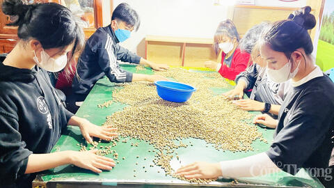 Giá cà phê hôm nay 16/6/2025, trong nước neo ngưỡng khá cao