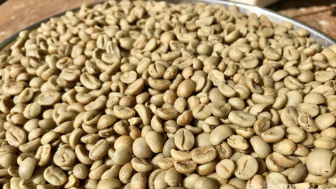 Giá cà phê hôm nay 4/7/2025: Giá cà phê trong nước giảm không đáng kể