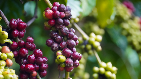 Giá cà phê hôm nay 5/7/2025: Giá cà phê trong nước tăng nhẹ