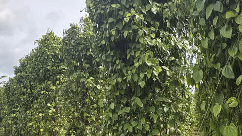 Giá tiêu hôm nay 5/7/2025: thị trường giảm nhẹ