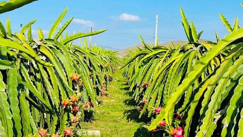 Không để thanh long 'tắc đường' sang thị trường EU