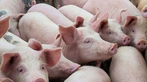 Giá heo hơi hôm nay ngày 24/7/2025: Tiếp đà trượt dài, thấp nhất 59.000 đồng/kg