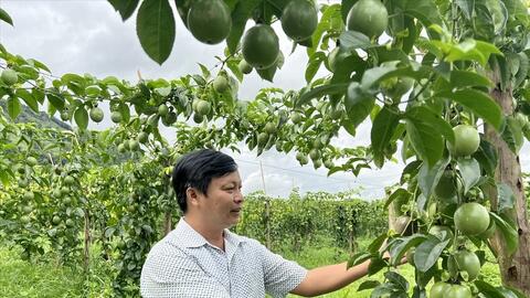 ‘Lối mở’ cho nông sản vùng dân tộc thiểu số Gia Lai tiêu thụ bền vững