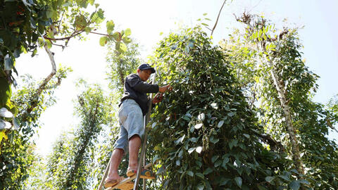 Giá tiêu hôm nay 13/8/2025: Trong nước trì ổn định ở mức cao