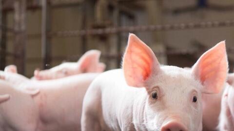 Giá heo hơi hôm nay 15/8/2025: Tiếp đà giảm