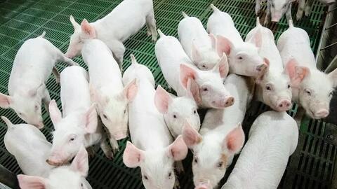 Giá heo hơi hôm nay 19/8/2025: Xuống mức 55.000 đồng/kg ở miền Trung