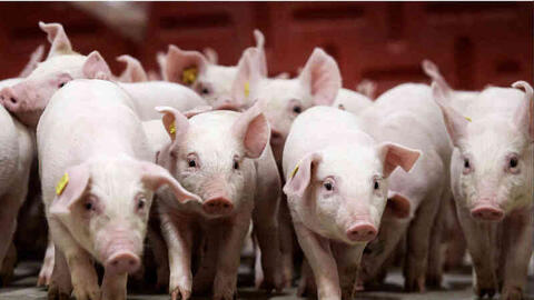 Giá heo hơi hôm nay 28/8/2025: Miền Trung, miền Nam giảm mạnh