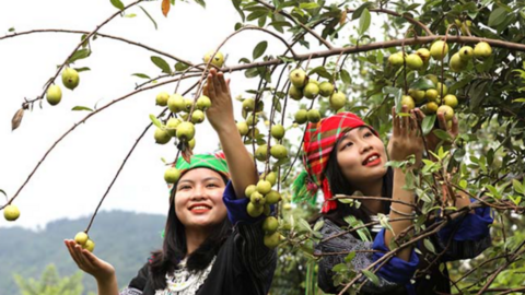 Tìm đầu ra ổn định cho quả sơn tra