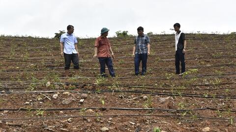 Ba Chẽ: Liên kết tiêu thụ dược liệu, giúp đồng bào thoát nghèo